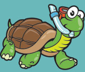 Turtle snorkelling